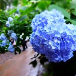 梅街diary 